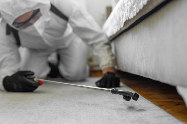 Professional Termite Control technician working in Orangetree, FL